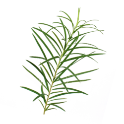Τεϊόδεντρο αιθέριο ΒΙΟ Teatree
