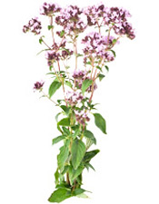 Θυμάρι satureioides Μαρόκου BIO