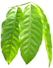 Καταφρέϋ αιθέριο έλαιο