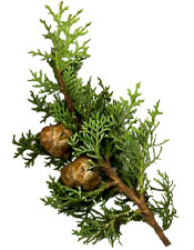 Κυπαρίσσι αιθέριο έλαιο