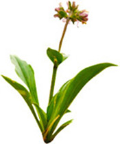 Νάρδος Ιμαλαϊων αιθέριο έλαιο